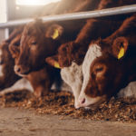 Close up image of calves on animal farm eating food. Meat industry concept.