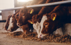 Close up image of calves on animal farm eating food. Meat industry concept.