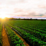 Vermont PIC eyes $30m farmland secondaries investment Row crops