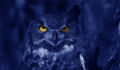 SI Next Gen alum joins Blue Owl Strategic Equity as MD Watchful Blue Owl at night.