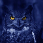 Watchful Blue Owl at night