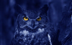 Watchful Blue Owl at night