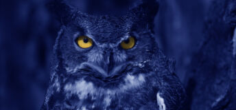 Watchful Blue Owl at night