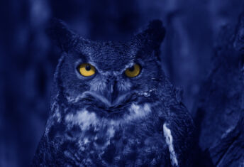 SI Next Gen alum joins Blue Owl Strategic Equity as MD Watchful Blue Owl at night