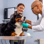 vet care, pet care, veterinarian, dog, bernese mountain dog