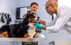 vet care, pet care, veterinarian, dog, bernese mountain dog