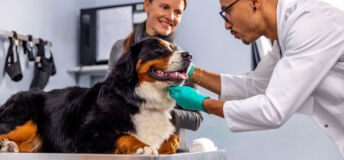 vet care, pet care, veterinarian, dog, bernese mountain dog
