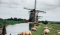 Dutch farmland