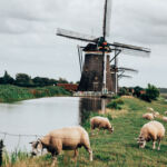 Dutch farmland