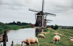Dutch farmland