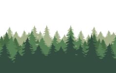 Photo illustration of forest of evergreen trees.
