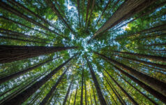 Photo of a tree canopy.